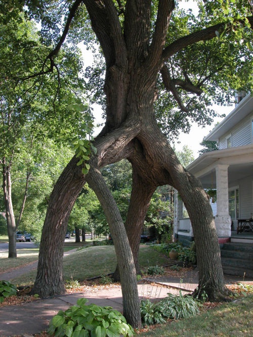Photo:  Amazing Tree